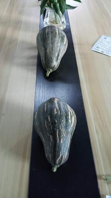 289南瓜（7）