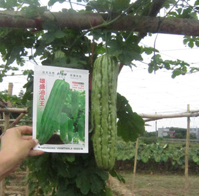 雄盛油瓜王